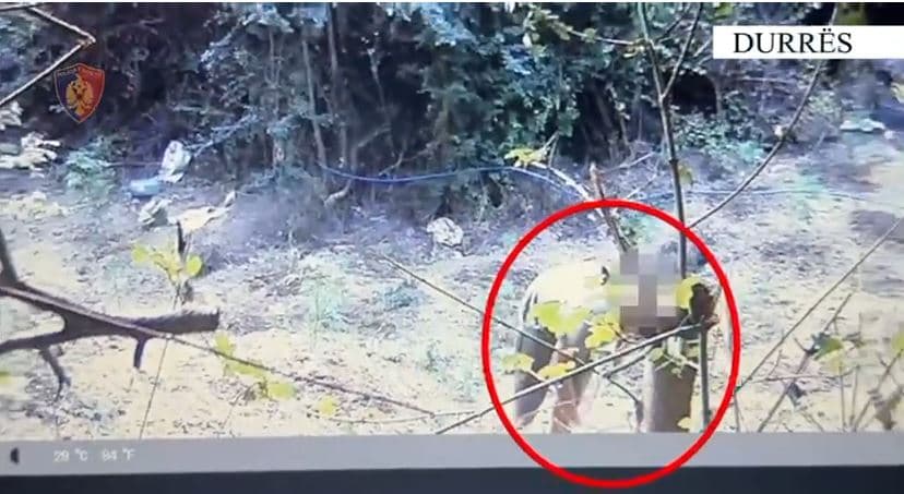 Kultivonin kanabis, arrestohen tre vëllezër në Durrës