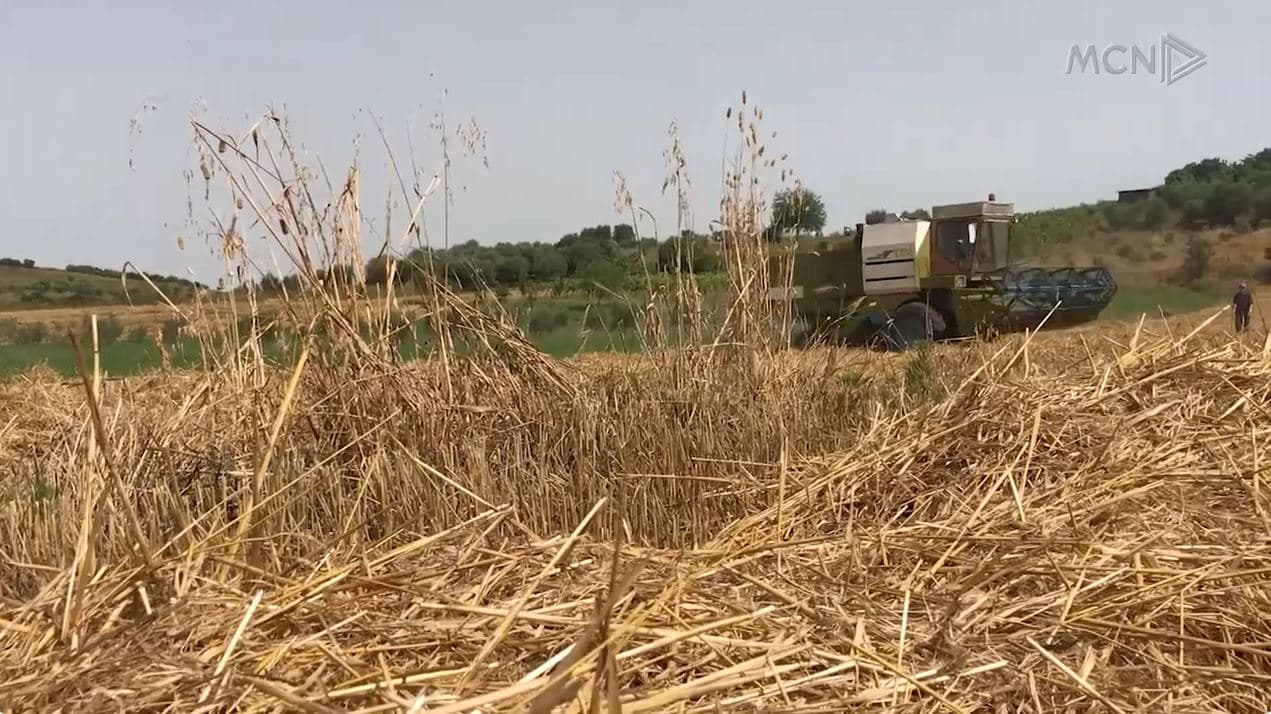 Gruri jep pak prodhim/ Fermerët e Elbasanit përgjysmuan të mbjellat (VIDEO)
