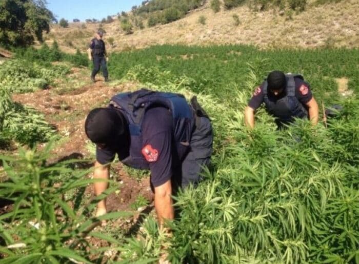 Sekuestrohen mbi 20 mijë rrënjë kanabisi në Dukagjin