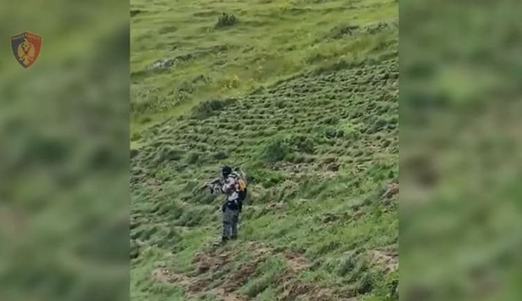 Territori i pastër/ Asgjësohen mbi 14 mijë bimë kanabisi në Shkodër