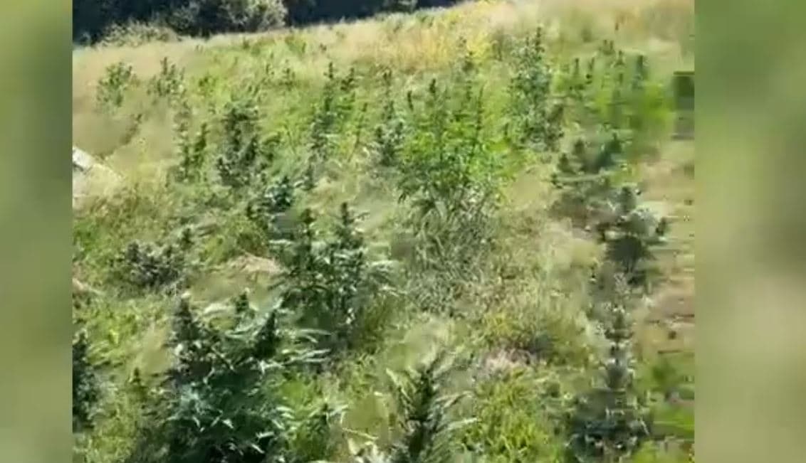 Asgjësohen mijëra bimë kanabisi në Shkodër, Malësi të Madhe dhe Fushë Arrëz
