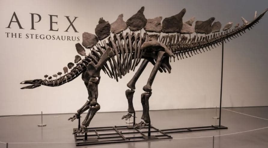 Skeleti i dinosaurit Apex arrin rekord në ankand, kap vlerën 44.6 mln dollarë