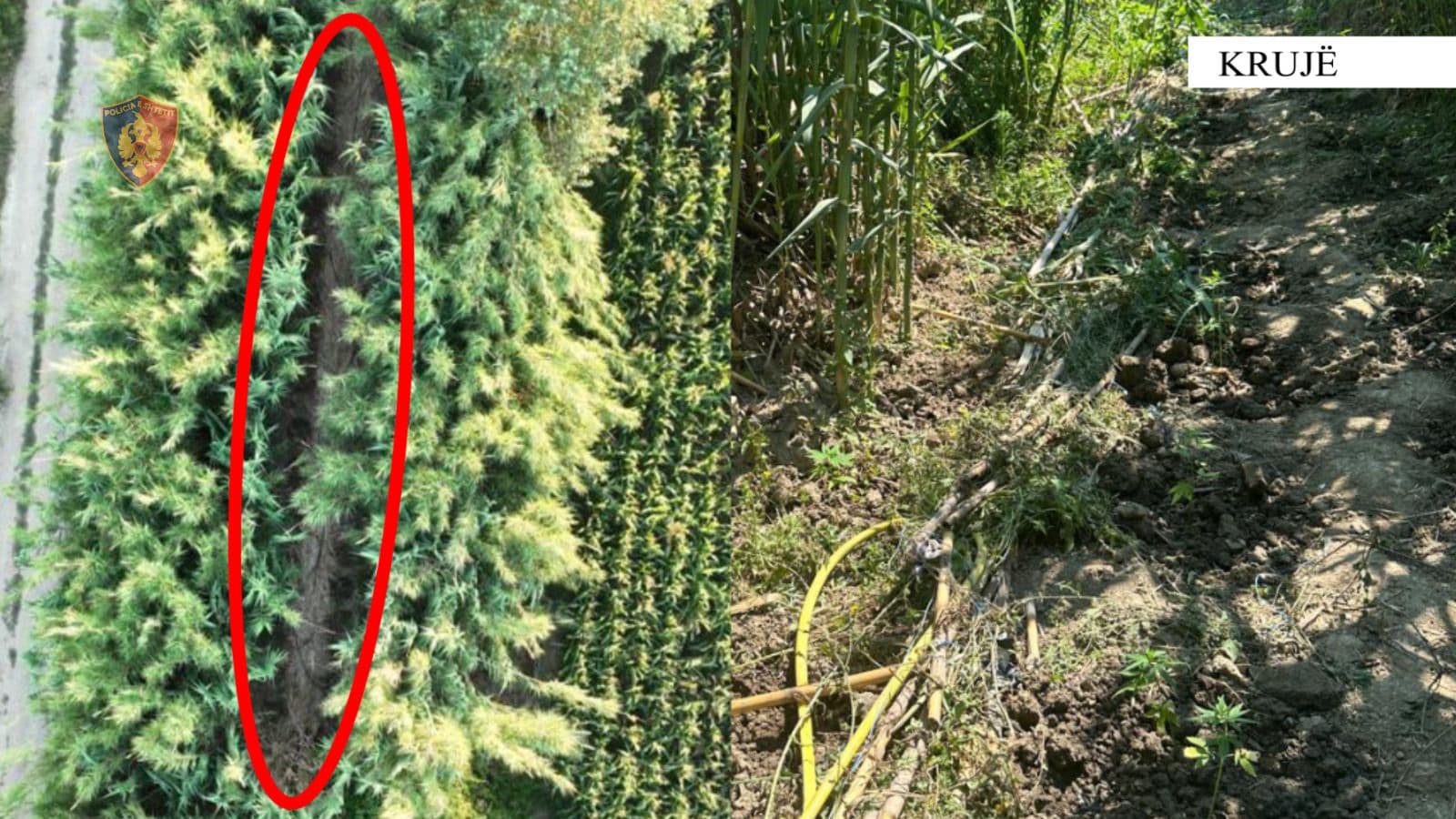 Kishte mbjellë kanabis pranë shtëpisë, arrestohet një person në Krujë