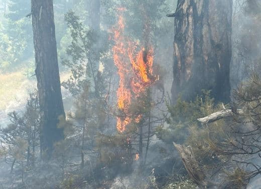 Zjarri përfshin sipërfaqe të mëdha pyjore në fshatin Zerec të Korçës