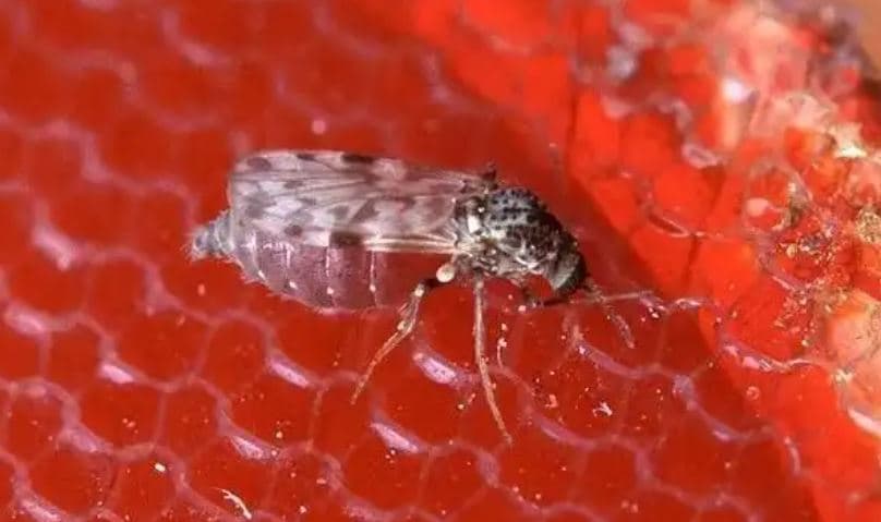 Brazil, regjistrohen dy vdekjet e para në botë nga ethet Oropouche