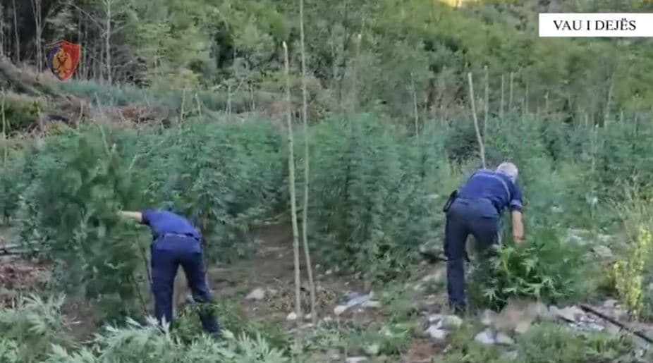 Asgjësohen mijëra rrënjë kanabisi në Vaun e Dejës