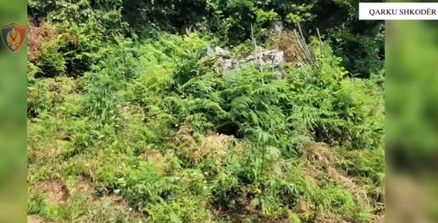 Shkodër/ Asgjësohen 5 parcela me rreth 3 mijë rrënjë kanabis, nuk dihen autorët