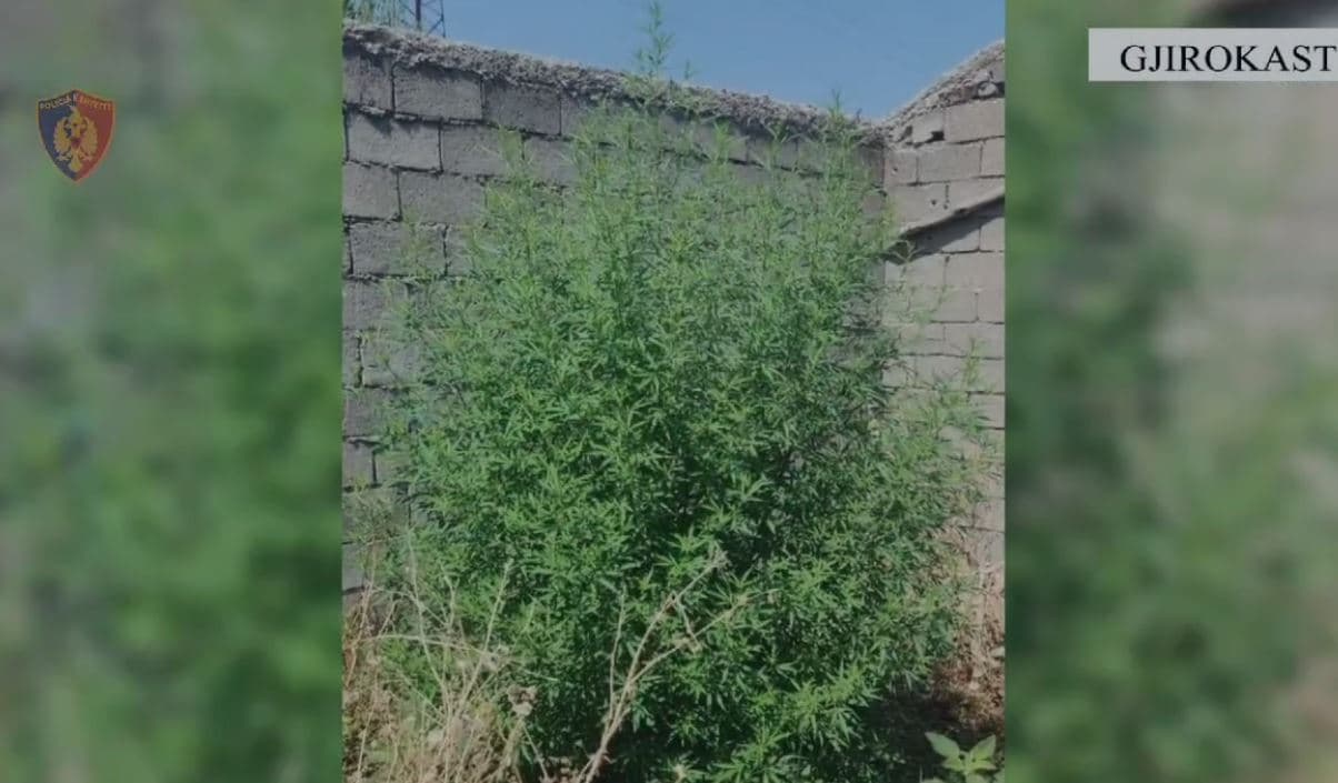 Kishte mbjellë kanabis në banesë, kapet një person në Gjirokastër me 2 kg lëndë narkotike 