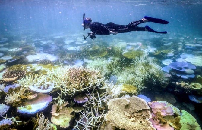 Temperaturat më të larta të oqeanit në 400 vjet kërcënojnë Barrierën e Madhe