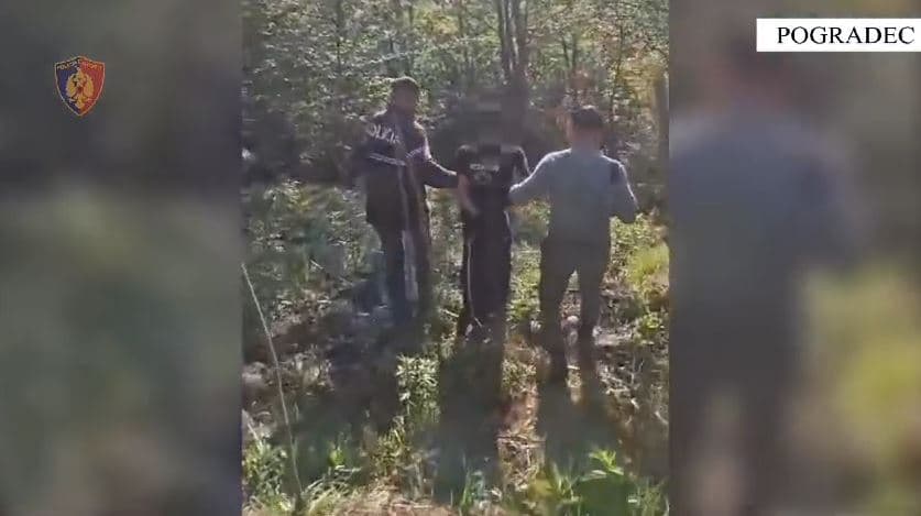 Gjenden 610 bimë kanabisi të kultivuara në Pogradec, arrestohet 31-vjeçari