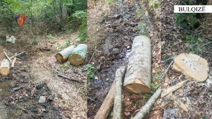 Prerje e paligjshme e drunjëve/ Procedohen penalisht pesë shtetas në Bulqizë