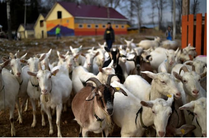 Rusia i dhuron Koresë së Veriut 447 dhi