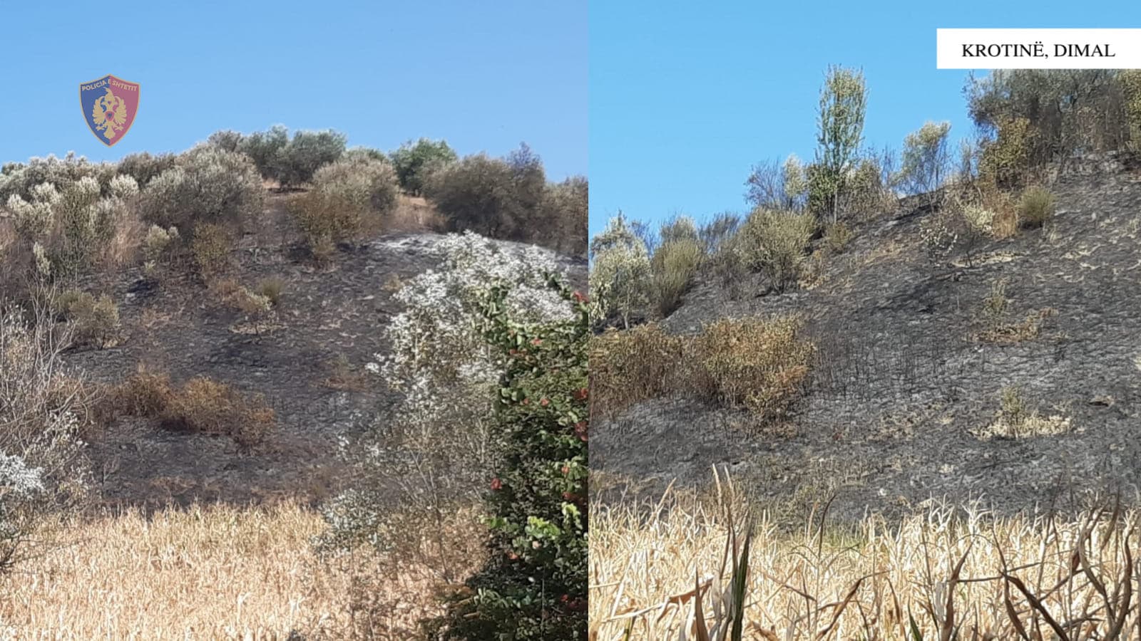 Nga zjarri i ndezur pësuan 600 rrënjë ulliri, arrestohet 24-vjeçari në Dimal