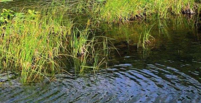 U denoncua i zhdukur, i riu në Lushnjë gjendet i mbytur në kanal