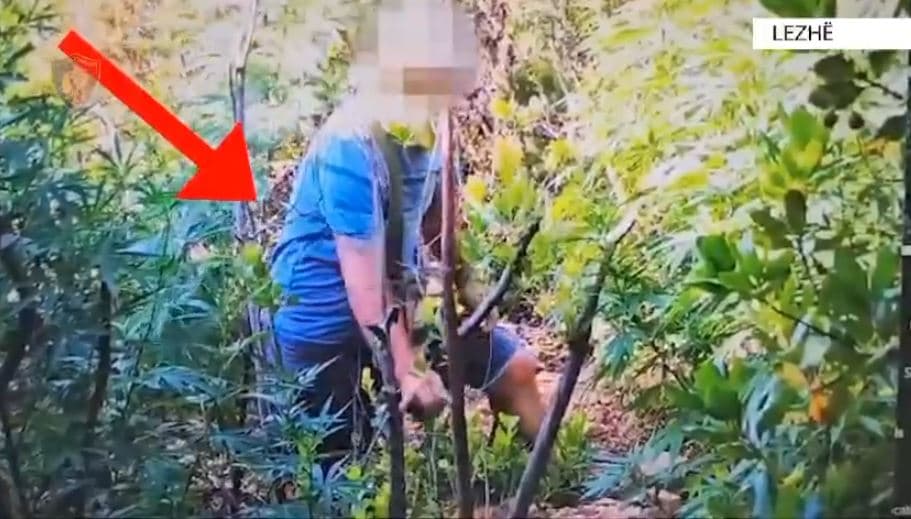 Kishte mbjellë kanabis në pyll, kapet mat një person në Lezhë