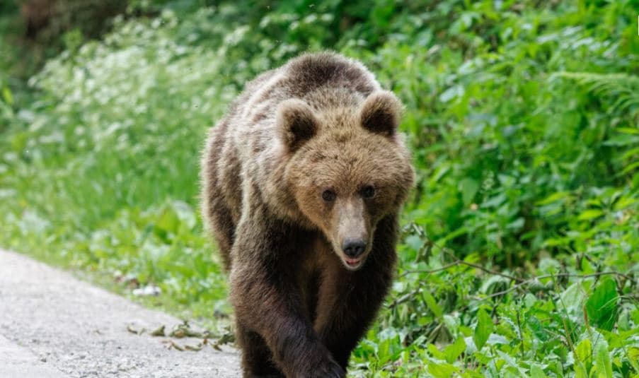 Suedia autorizon vrasjen e 20% të arinjve të murrmë