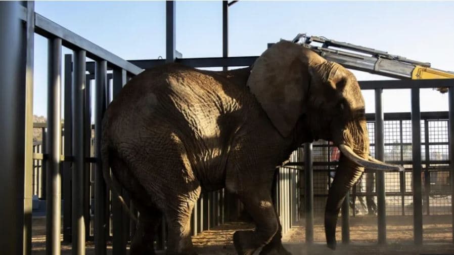Lirohet pas 40 vitesh, elefanti i fundit i kopshtit zoologjik të Afrikës së Jugut 