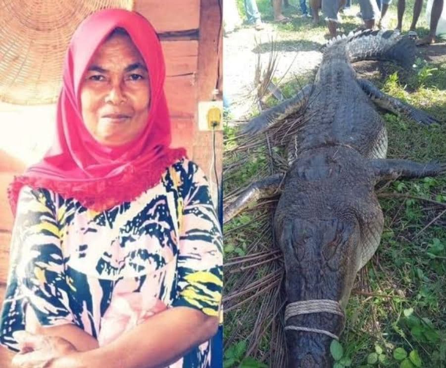 Indonezi, mbetjet e një gruaje gjenden në barkun e një krokodili