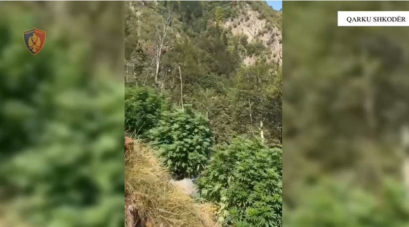Shkodër/ Asgjësohen 2848 bimë kanabisi në Shkodër, shpallet në kërkim autori