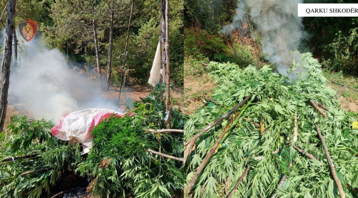Asgjësohen 2449 bimë kanabisi në Shkodër