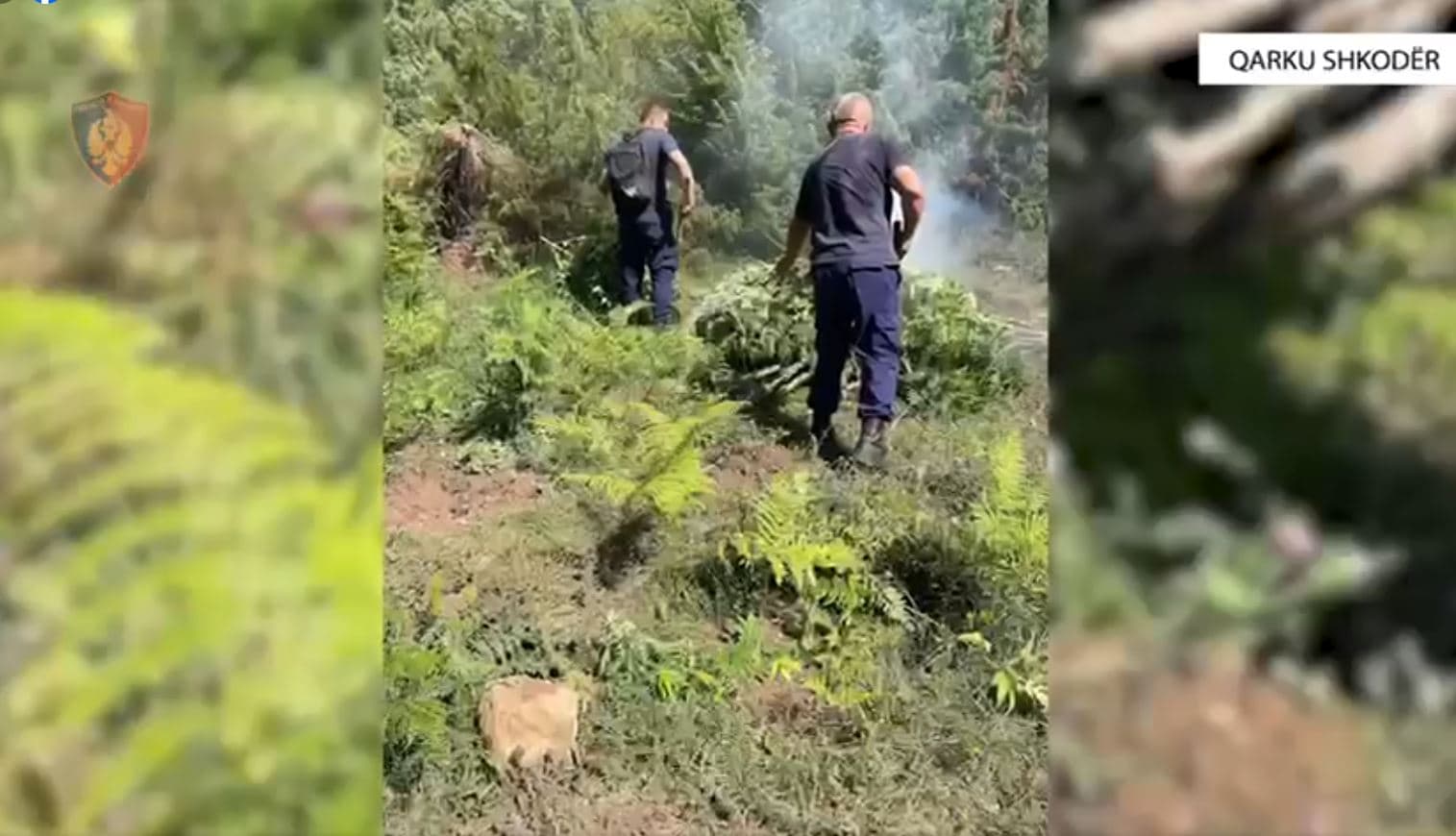 Sekuestrohen 8 kg kanabis në Shkodër, në kërkim babë e bir