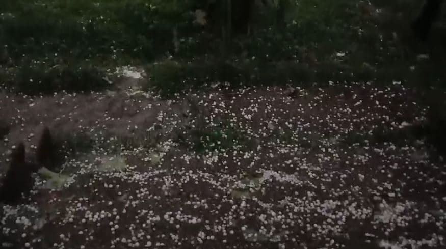 Stuhi breshri në Elbasan, Gramsh dhe Librazhd/ Dëme në vreshtari e bujqësi