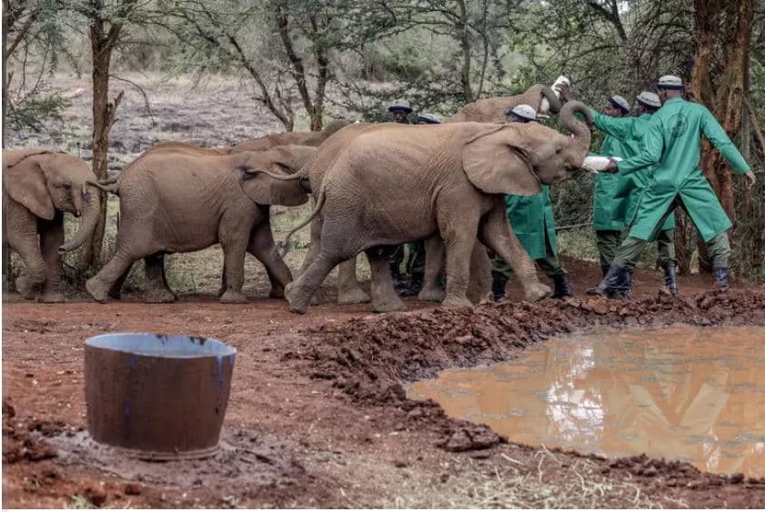 Zimbabveja do të vrasë 200 elefantë për shkak të mungesës së ushqimit