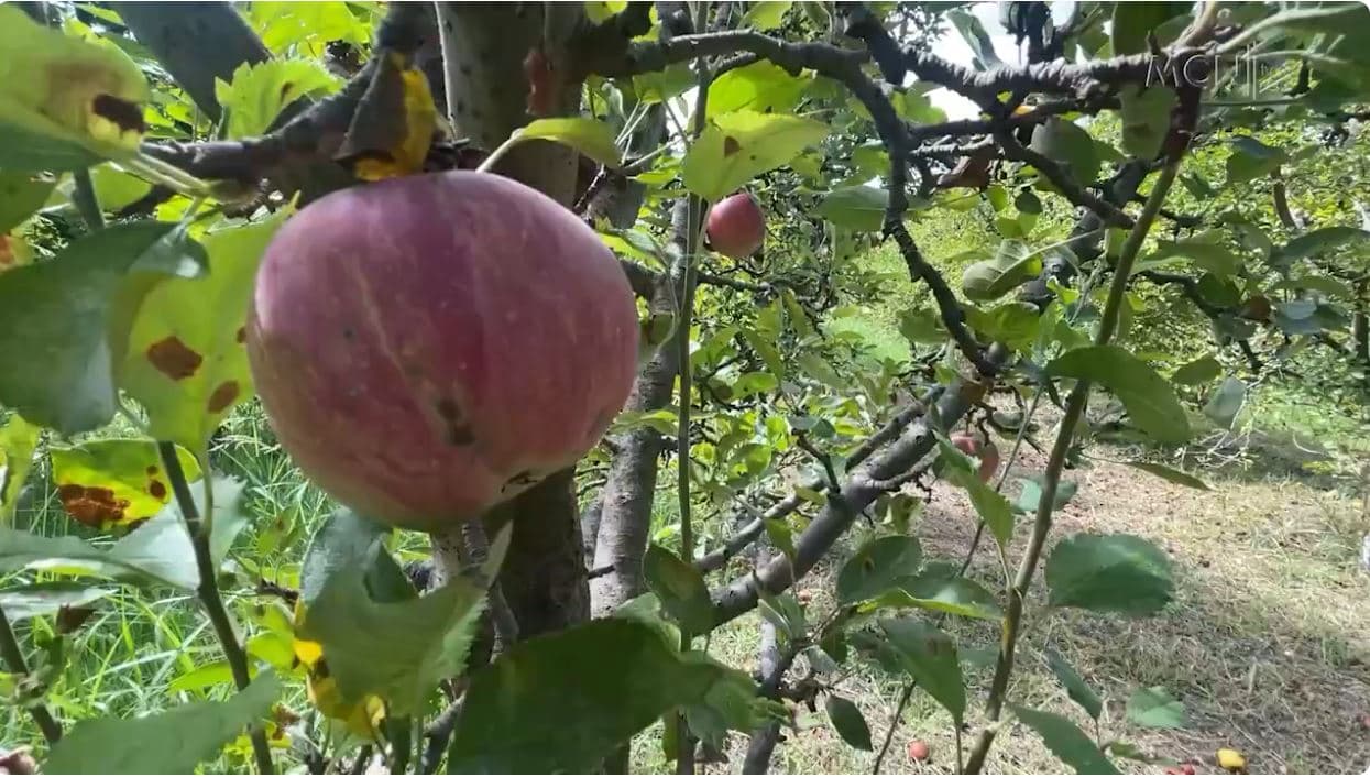 I nxehti dëmtoi të mbjellat në Cërrik. Fermerët: Prodhimi ra në tokë, s’ka sistem vaditje