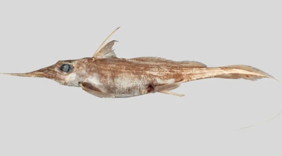 Një specie e re e peshkaqenëve fantazmë zbulohet në  Zelandën e Re