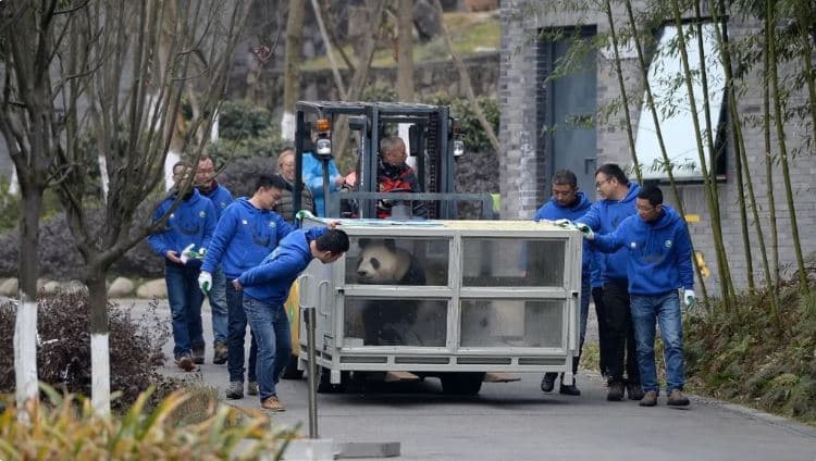 “Shumë të kushtueshme”, Finlanda kthen dy panda në Kinë