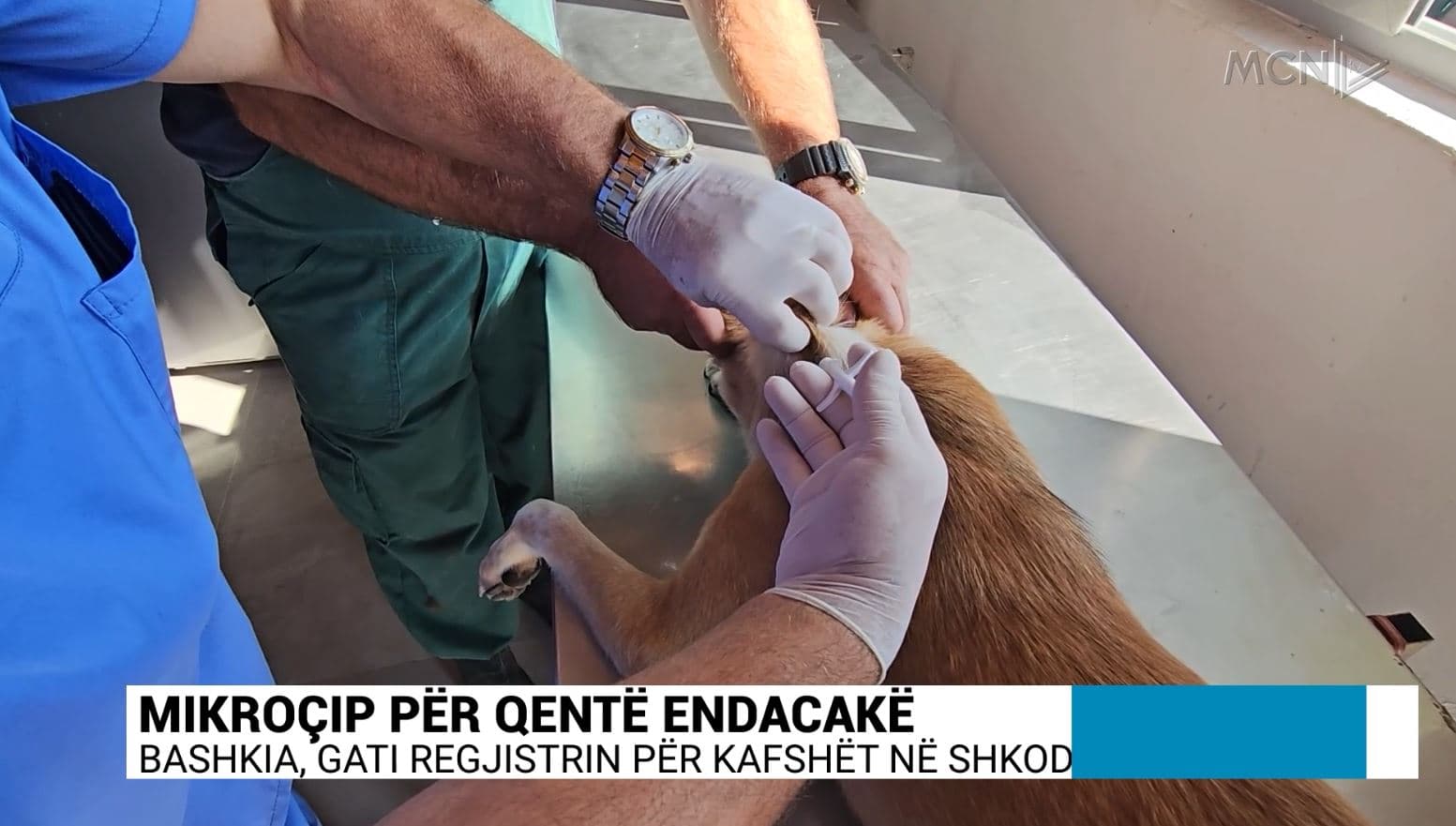 Mikroçip për qentë endacakë/ Bashkia, gati regjistrin për kafshët në Shkodër (VIDEO)