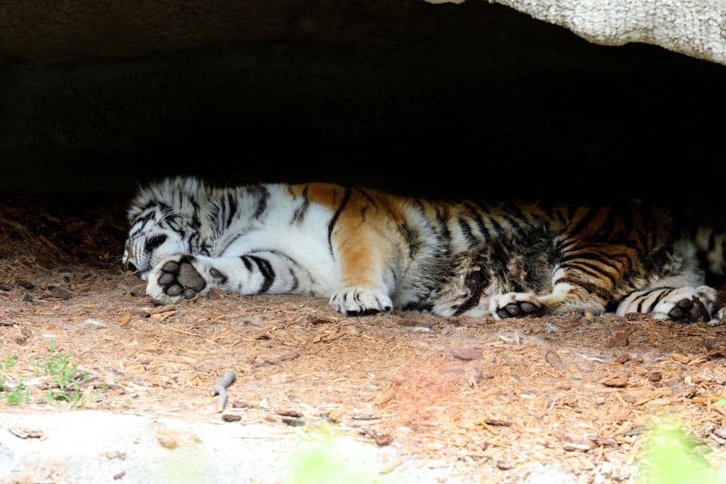 Vietnam, përhapja e gripit të shpendëve vret dhjetëra tigra në kopshtet zoologjike