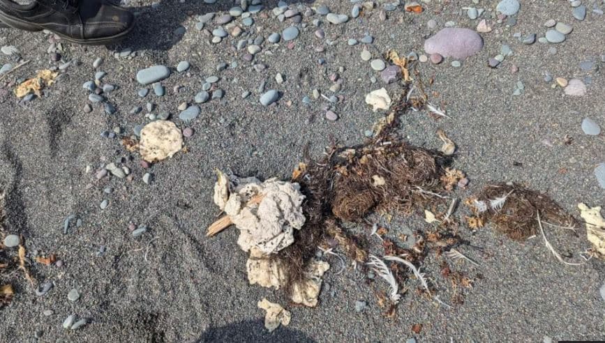 Kanada/ 'Blloqe të bardha' misterioze shfaqen në bregun e Newfoundland