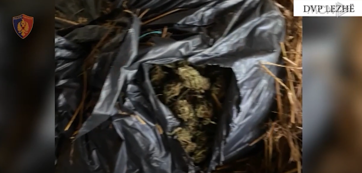 Operacione antidrogë në Lezhë dhe Mirditë, 5 persona në pranga (VIDEO)