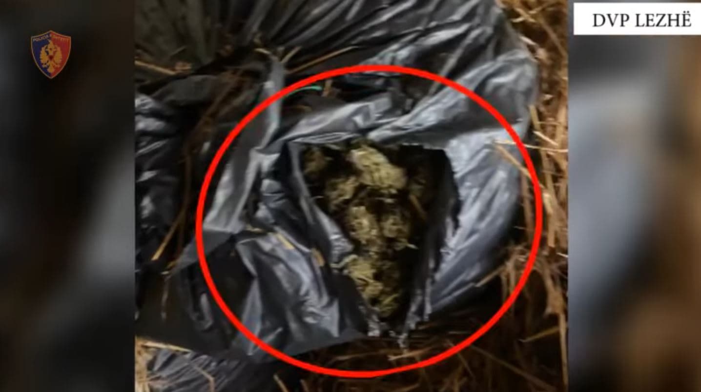 Sekuestrohen 200 kg kanabis në Lezhë dhe Mirditë, 5 të arrestuar