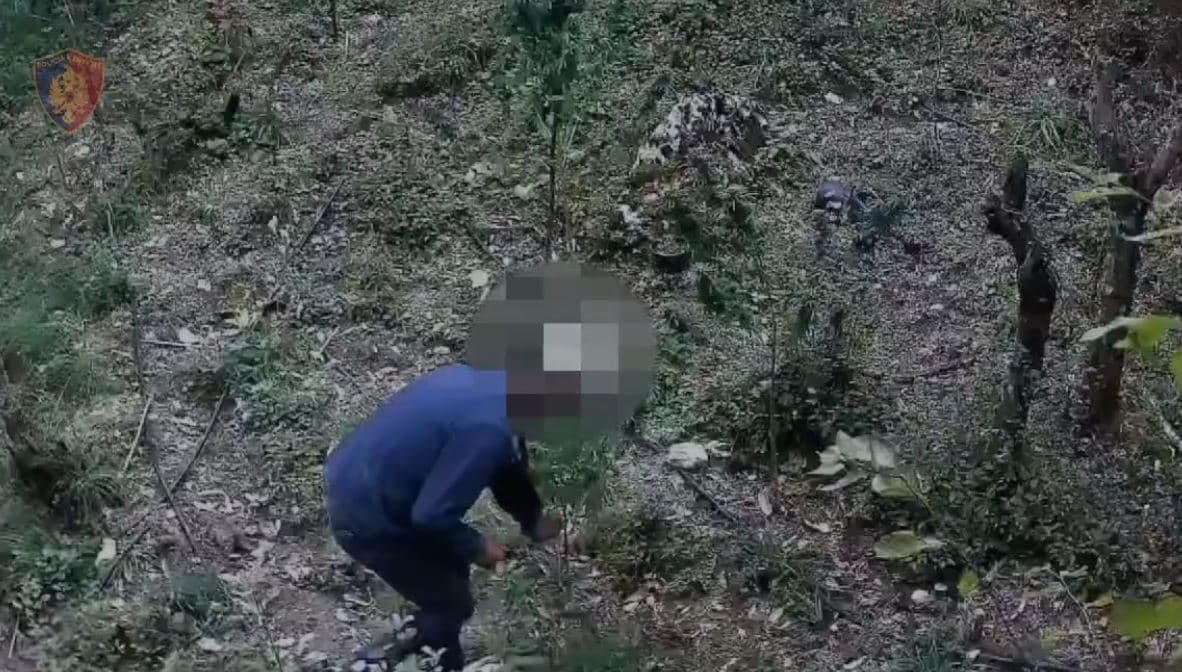 Kapet duke prerë kanabisin që kishte mbjellë, arrestohet një person në Përmet 