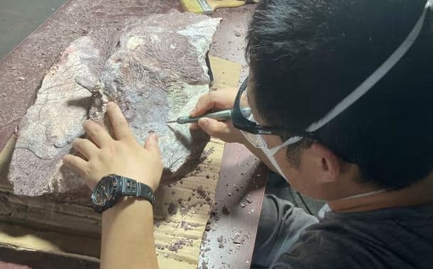 Hong Kong/ Zbulohen fosile dinosaurësh nga periudha e Kretakut
