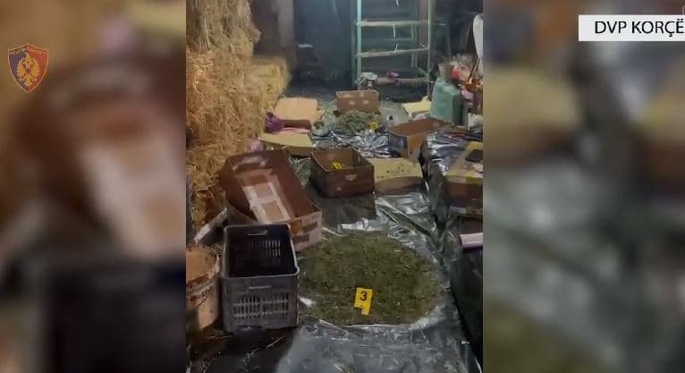 Zbulohet magazinë droge në Korçë/ Sekuestrohet 195 kg kanabis, 4 në pranga dhe 1 në kërkim