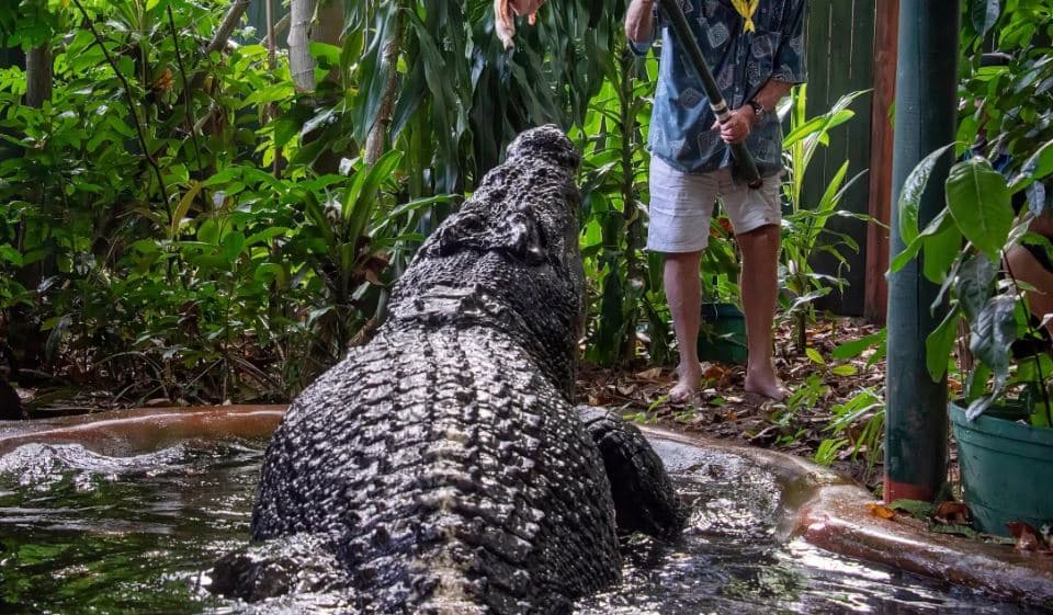 Australi/ Më shumë se 110 vjeç, ngordh krokodili më i vjetër në botë