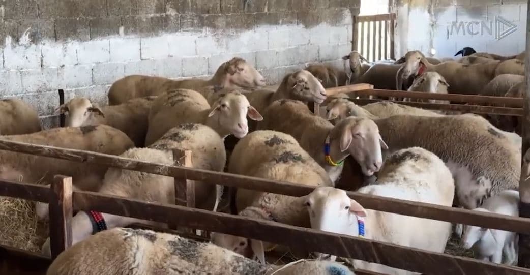 Bie numri i bagëtive në Lezhë/ Veterineri: S’ka fuqi punëtore, të rinjtë janë larguar (VIDEO)