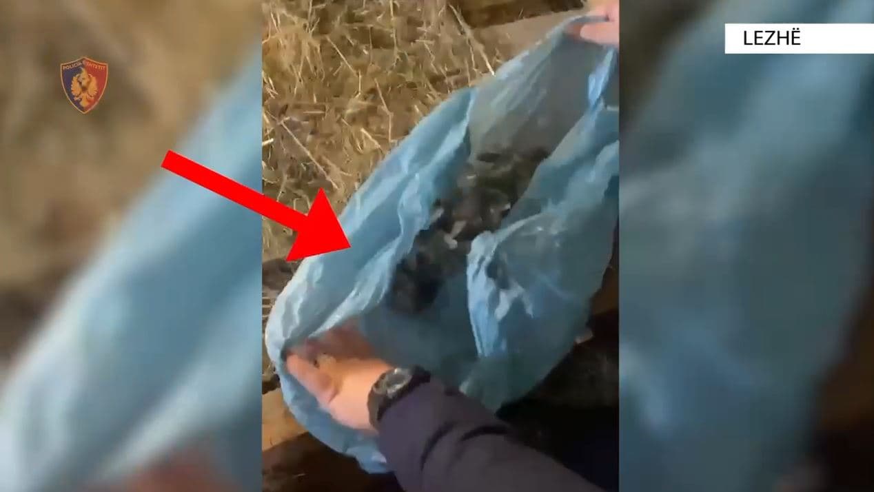  Sekuestrohen qindra doza kanabisi, gati për shitje/ Arrestohen dy persona në Lezhë