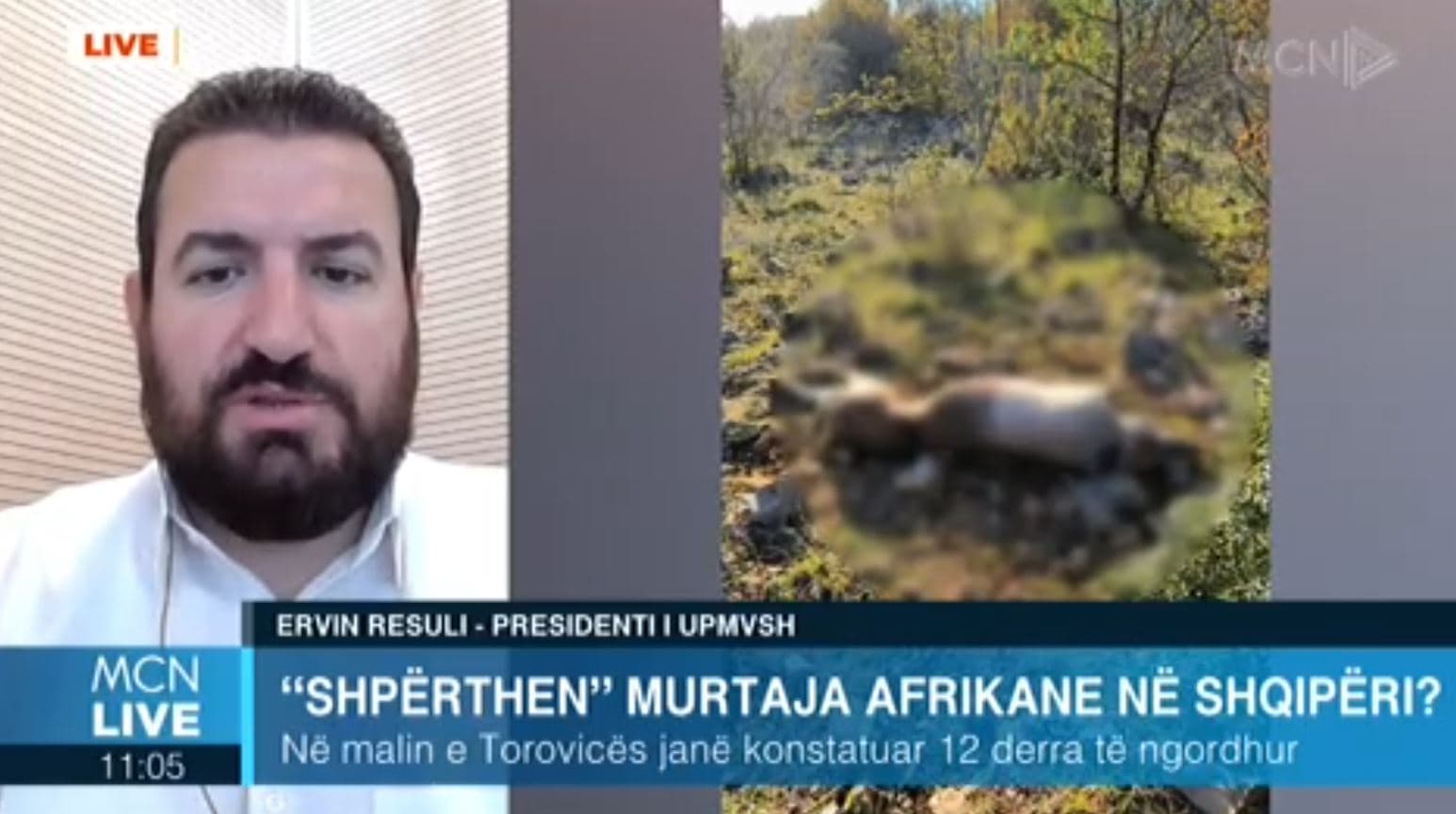 Murtaja afrikane e derrave, Resuli shpjegon nëse rrezikohet transmetimi te njerëzit: Ministria e Bujqësisë po e fsheh (VIDEO)
