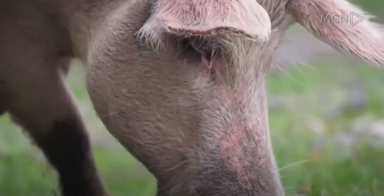 Murtaja afrikane e derrit prek Lezhën/ Vatra në malin e Rrenxit në Shëngjin, 10 derra të ngordhur (VIDEO)