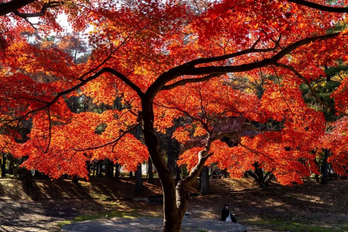Japonia shënon vjeshtën më të nxehtë në 126 vjet