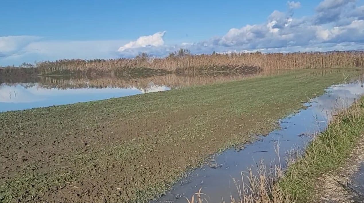  Reshjet përmbytën tokat në Divjakë/ Izolohen disa fshatra, dëme në infrastrukturë (VIDEO)