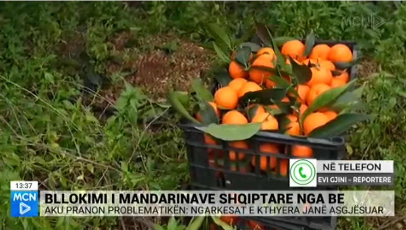 Mandarinat me pesticide të kthyera nga Kroacia u asgjësuan në Divjakë (VIDEO)