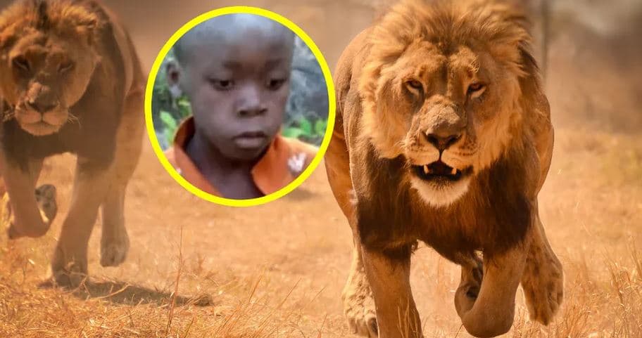 Mes luanëve dhe elefantëve, 8-vjeçari shpëton pas 5 ditësh i vetëm në parkun afrikan