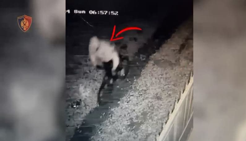 Zbardhet dinamika dhe motivi i vrasjes së 33-vjeçarit në Dragoç të Shkodrës (VIDEO)