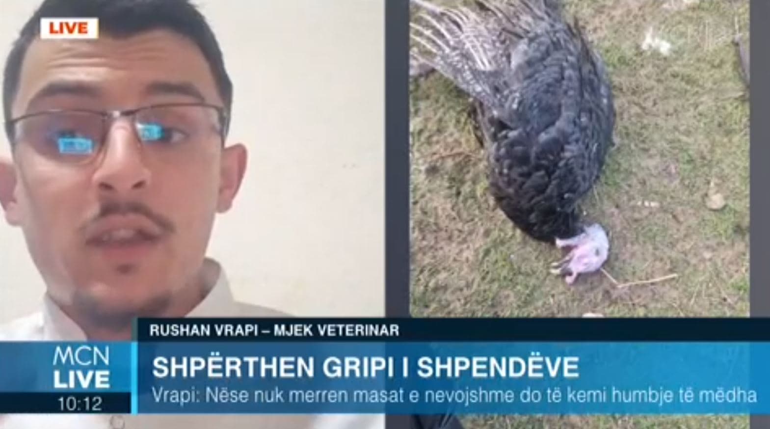 Gripi i shpendëve, mjeku veteriner: Vonesë në përcaktimin e diagnozës, vatër e re në Paskuqan (VIDEO)