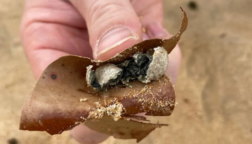 Mbeturina misterioze në formë topi mbyllin nëntë plazhe të Sidneit